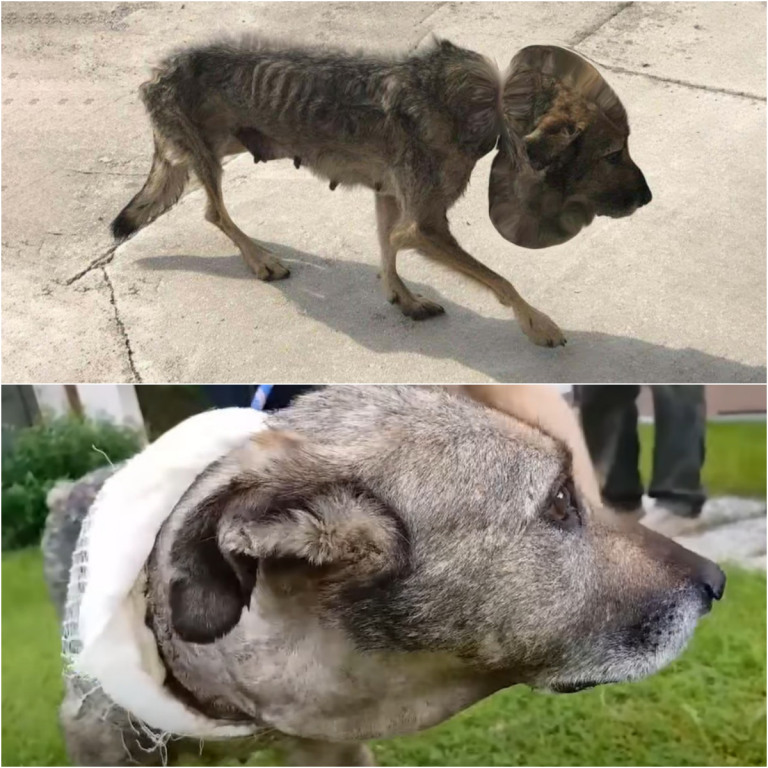 From a Wire of Cruelty to a World of Love: The Incredible Story of Felicity, the Dog Who Taught a City to See